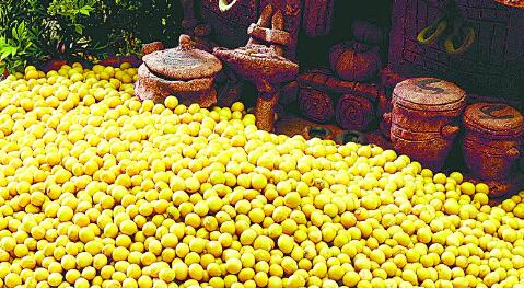 卓创农业分析团队