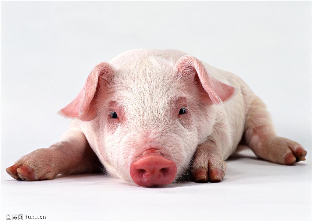 夏季阳光充足，高温闷热，多雨潮湿，蚊蝇孳生，猪只容易发生日射病与热射病。