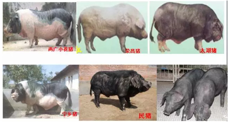 中国养猪网