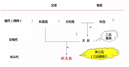 中国养猪网