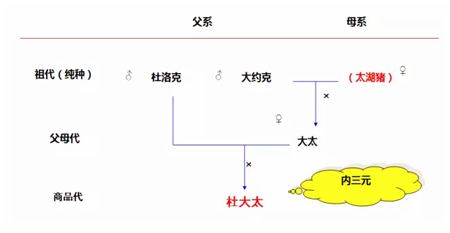 中国养猪网