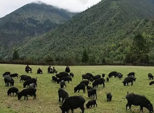 弘羊生物 