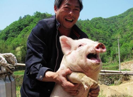 中国养猪网