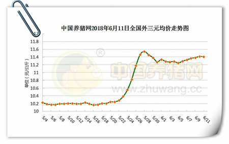 中国养猪网