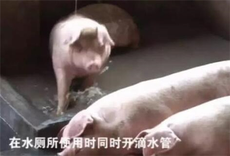 中国养猪网