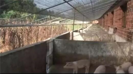 中国养猪网