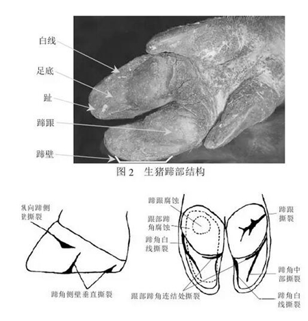 中国养猪网