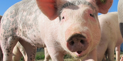 通知指出，实施推进行动有利于构建现代农业产业体系、经营体系和生产体系，拓宽农民就业增收渠道，培育农村新产业新业态新模式，以产业融合促进城乡融合，对于实施乡村振兴战略具有十分重要的意义。