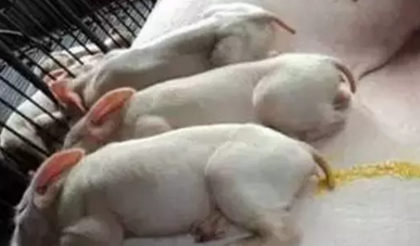 母猪产后仔猪拉稀黄白痢让很多人头疼，也是常见病，不管新手和老手，谁都遇到过，感觉很烦人，拉的轻的通过治疗很多都能恢复