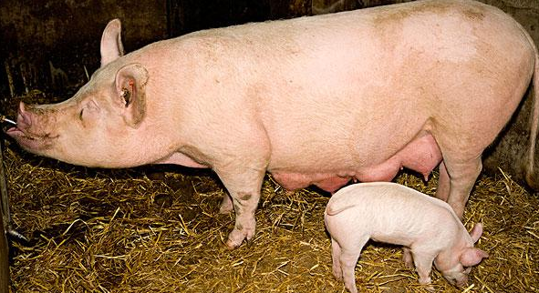 养殖畜牧平台  今天