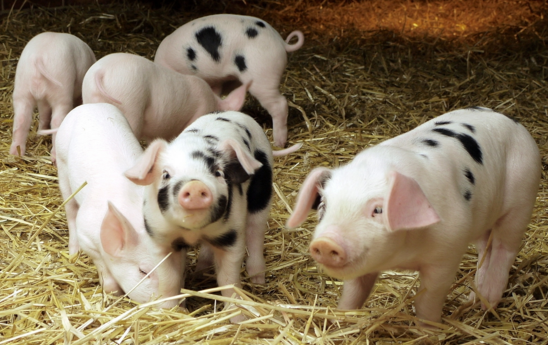 自古猪粮安天下，何时养猪竟成了一个奢侈活儿?“以后不养猪了，我也不关注你了”一早猪场动力网收到一条“特别”的留言，这位猪友到底怎么了?