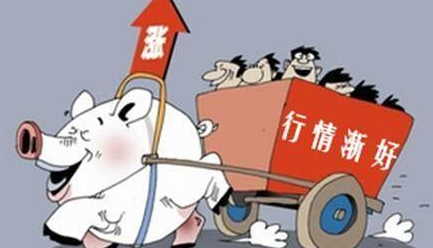 猪价，四大利好因素，猪价天天涨，喂猪都有劲了！