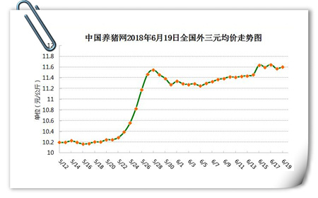 中国养猪网