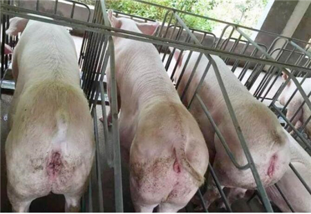 中国养猪网