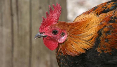 2017年，江苏省完成禁养区关闭搬迁任务，禁养区内确需关闭的养殖场关停到位，累计减少存栏生猪142.48万头、奶牛1.15万头、肉禽2368.7万只、蛋禽1028.6万只、其他畜种59.99万头(只)。