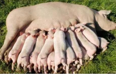 中国养猪网