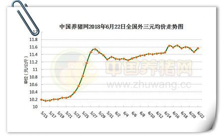 中国养猪网