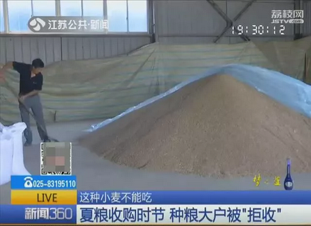 近期,小麦收获时因阴雨天气影响致使呕吐毒素超标。专家表示这些小麦不能食用但可作为饲料,饲喂鸡鸭牛羊等动物,但最好别喂猪。