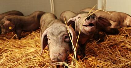 断奶仔猪由于受到疾病感染、饲粮、环境、饲养管理等各种因素的影响，发生腹泻最为常见，它不仅影响到仔猪的生长，而且极易造成死亡