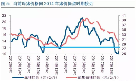 中国养猪网