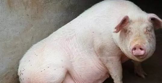 母猪在猪场作为生产源头和生育机器，是必须引起养殖户重视的，最好还是防患于未然，不要等到猪病情严重了，才想到治疗，有经验的养殖户看一眼，就知道母猪得了什么病