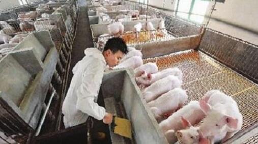 中国养猪网