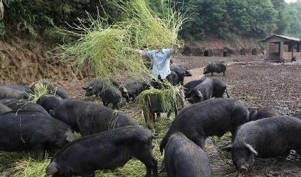 中国养猪网