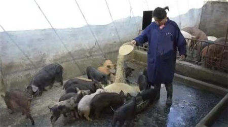 大量养殖户遭到投诉被整治