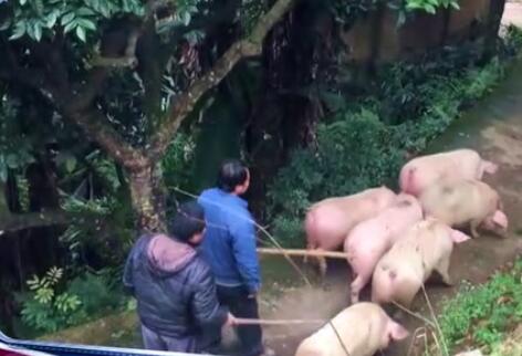 5分钟解决海外农民10年难题,中国土专家成“网红”。