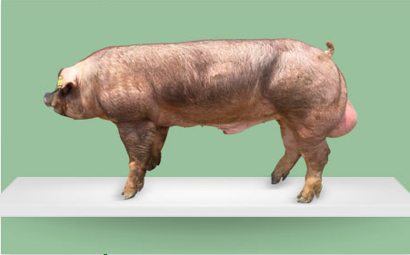 　7月3日，正邦科技发布业绩预告修正，公司此前预计2018年上半年净利润达8000万-1.4亿元，比上年同期下降49.06%-70.89%。