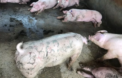 近两年来,猪肉价格持续走低,据监测报告显示,6月生猪价格以11-12元/公斤震荡为主,虽然较上月相比有所上升,但较今年1月相比则大幅下跌,受生猪价格持续低迷影响,二季度生猪版块大幅亏损,多数养猪大企深陷其中,正邦预计最高亏2亿!