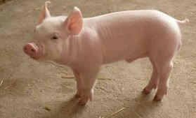 2018年08月29日全国外三元生猪价格行情涨跌表