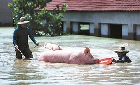 未来3天猪场警惕暴雨袭击！华南三省72万人受灾损失4.5亿！
