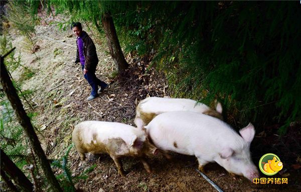 猪价太差，农村大哥把猪统统放入大山，起死回生年收入90多万 