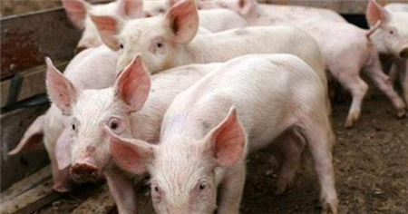 2019年饲料企业销量的大幅下滑？该如何应对？