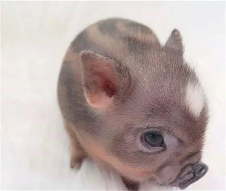 仔猪断奶后经常生病？你可能没有做好这5点