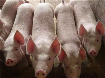 海关总署：关于外贸情况、中美贸易、猪肉进口都说了什么？