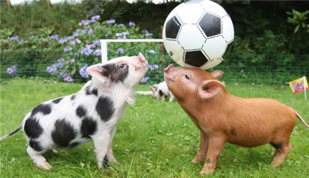 太原市邮政管理局全面强化寄递渠道非洲猪瘟防控工作！