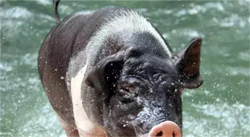 市场生猪供需失衡，或将改变产业发展格局！