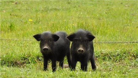 官宣：非瘟扑杀补助经费及3亿规模场建设补助将在近期发放!