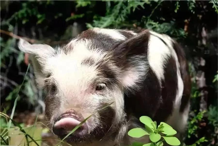 猪企推迟生猪上市时间 龙头温氏出栏同比下滑超50%