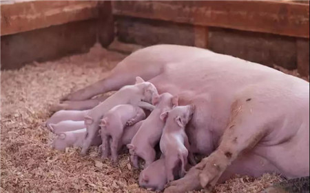拿命养猪！温氏、牧原、正邦、天邦、新希望，横扫养猪业！