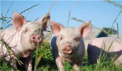 山东：支持胶东半岛率先创建非洲猪瘟无疫区