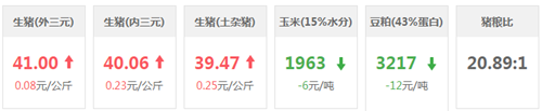 中国养猪网