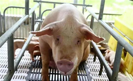 进博会将开幕，农发集团准备1.5亿元购买进口猪肉