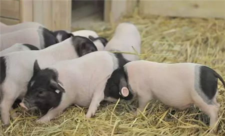 生猪龙头企业发布10月份畜禽销量！