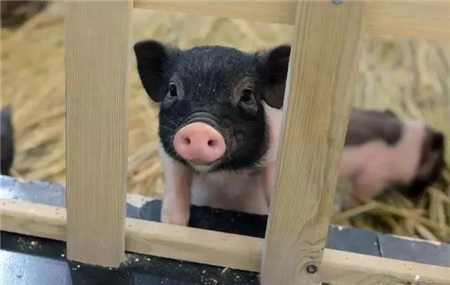 生猪，肉鸡都在加速掉价，关注猪鸡价格共振