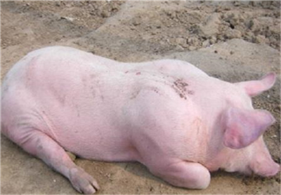 华能信托联手牧原欲“合伙养猪”，预计不超100亿！