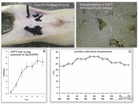 注意猪场用水安全！水蛭可以携带非洲猪瘟病毒达140天！