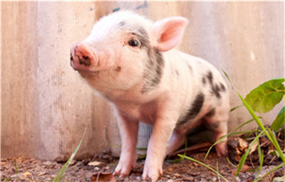 生猪价格进入上涨通道，得利斯拟易主新疆中泰集团